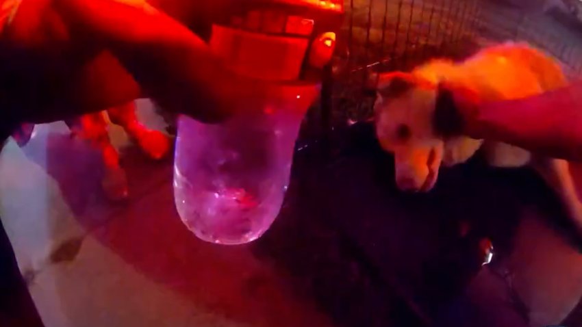 Bodycam shows police rescue a dog from a burning house