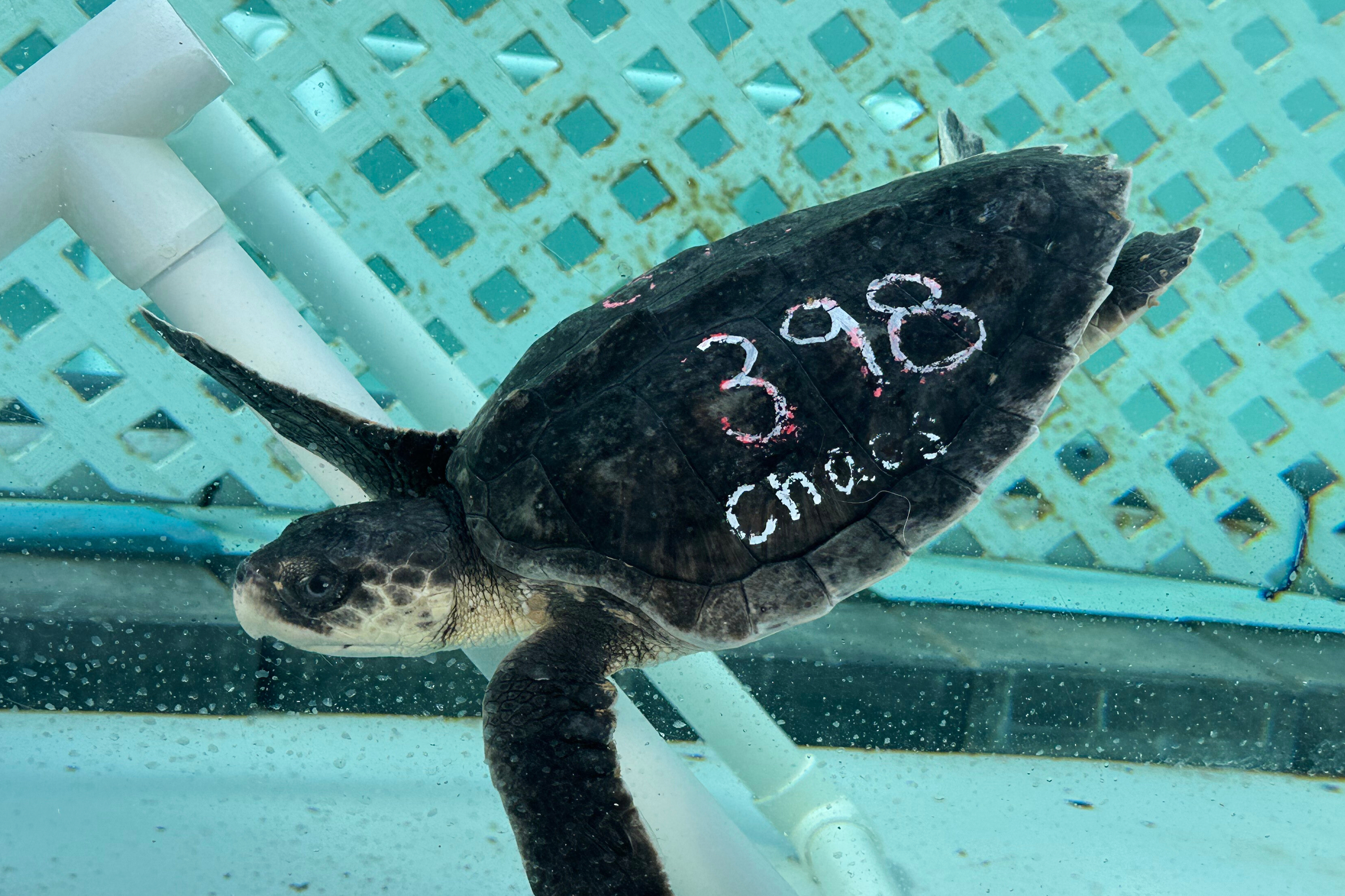 24 endangered sea turtles recovering in Florida after cold stunning off Cape Cod