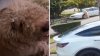 Man rescues dog abandoned in Sweetwater after driver left him behind in viral video