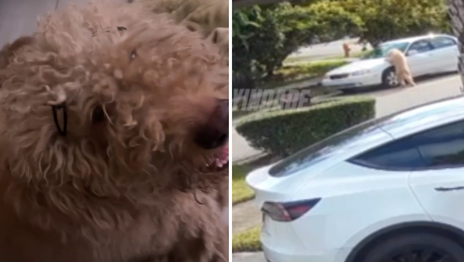 Man rescues dog abandoned in Sweetwater after driver left him behind in viral video