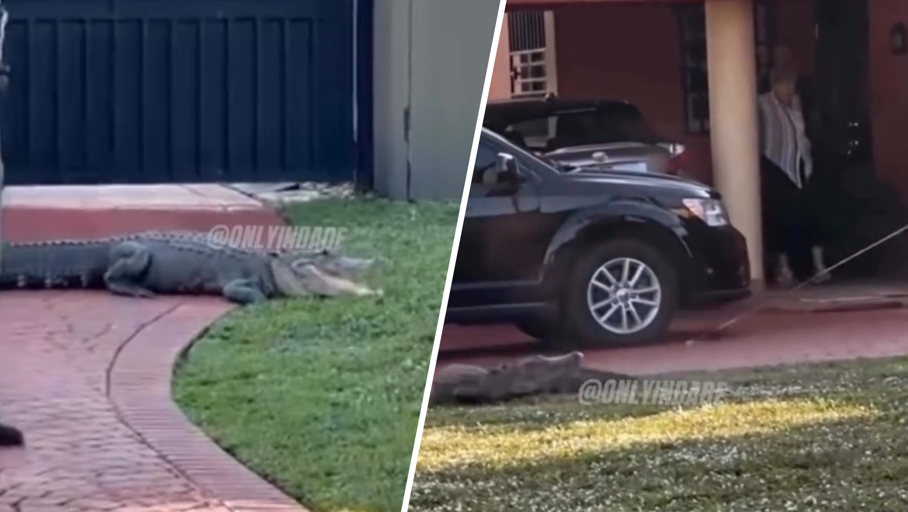 Video shows alligator taking stroll through Westchester yard