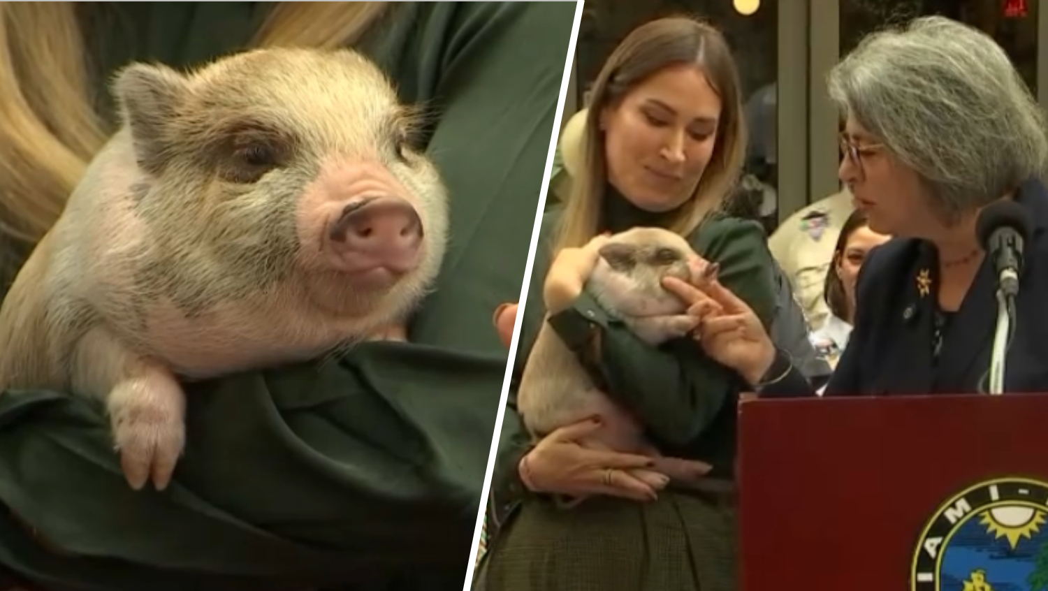 Miami-Dade mayor pardons pig, named 6-7, before the holidays