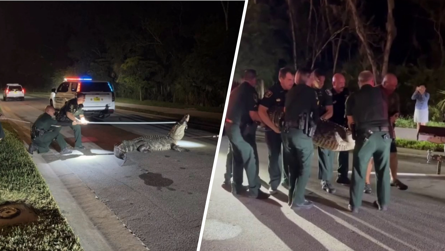 ‘Get in there!': Video shows deputies wrangling 14-foot alligator in Sarasota County