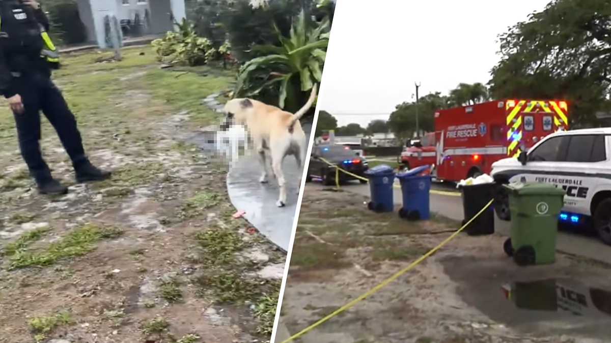 Fort Lauderdale officer shoots dog that bit him, killed pet rabbit ...