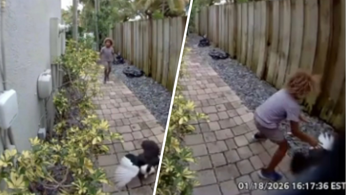 Police searching for child who was caught on camera killing duck in Fort Lauderdale