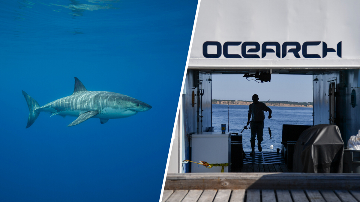 Massive great white shark returns to South Florida after journey to Canada