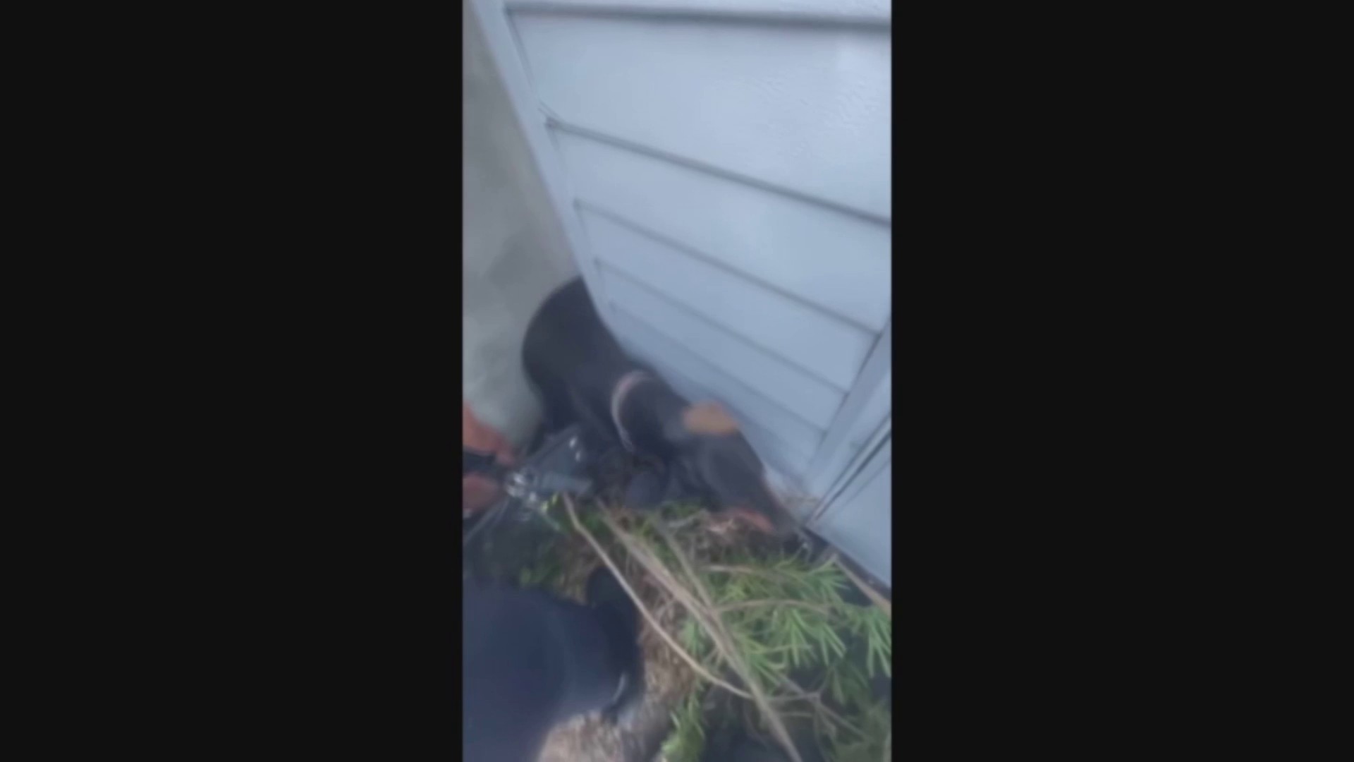 Video shows crews rescuing dog wedged between shed in Miami