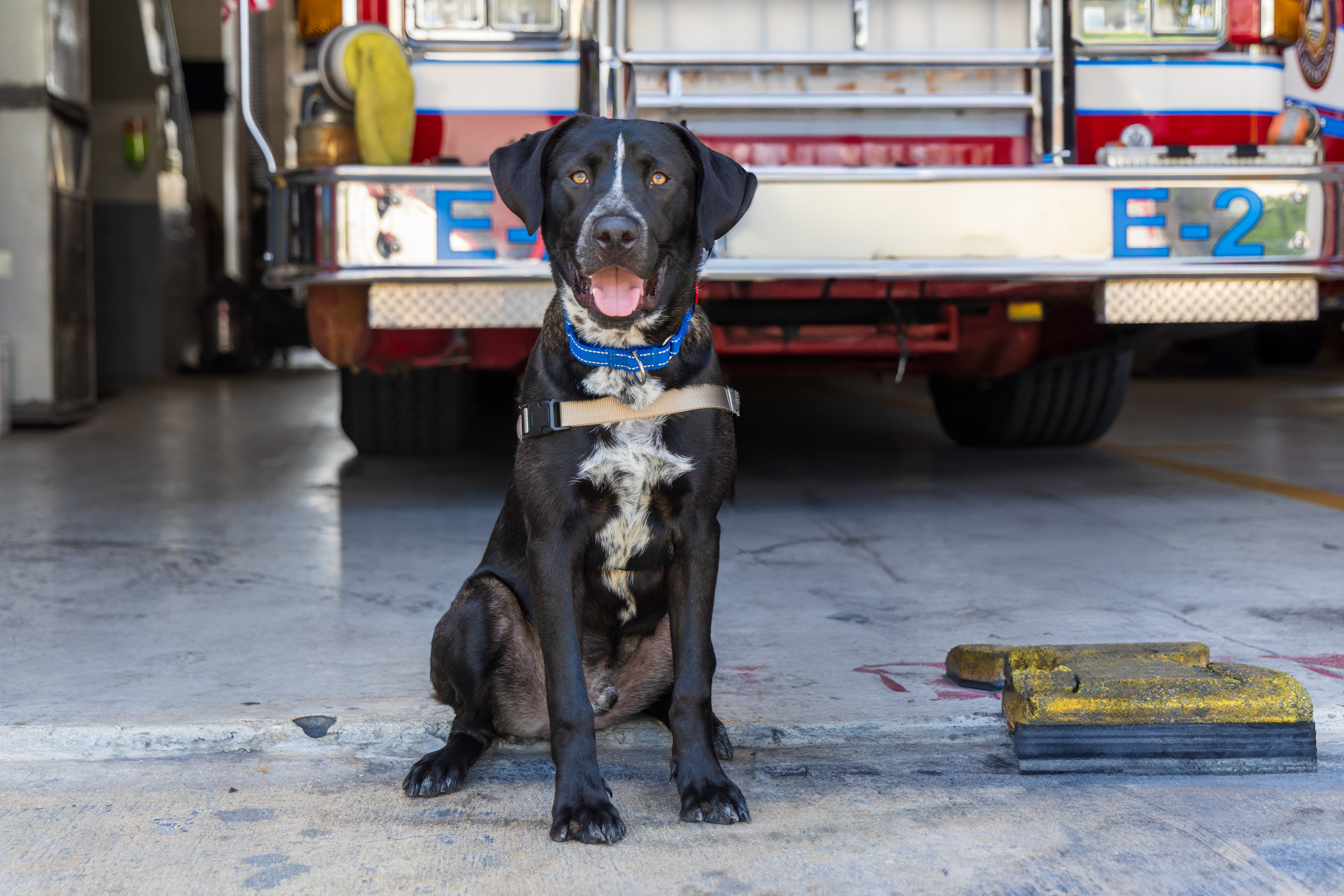 Deco the dog lends a paw to the firefighters of Miami Beach's Fire Department