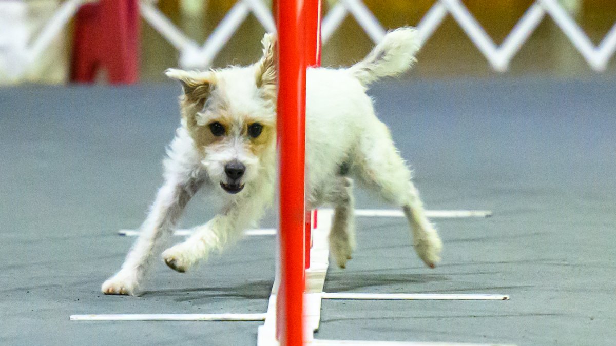Wowed by the agility dogs at the Westminster show? A winning handler explains how it's done