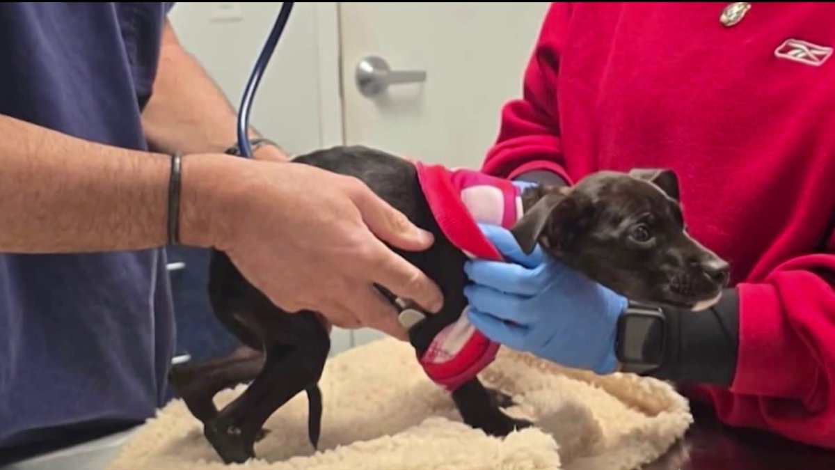 Dogs rescued in Pembroke Pines animal abuse case recovering – NBC 6 ...