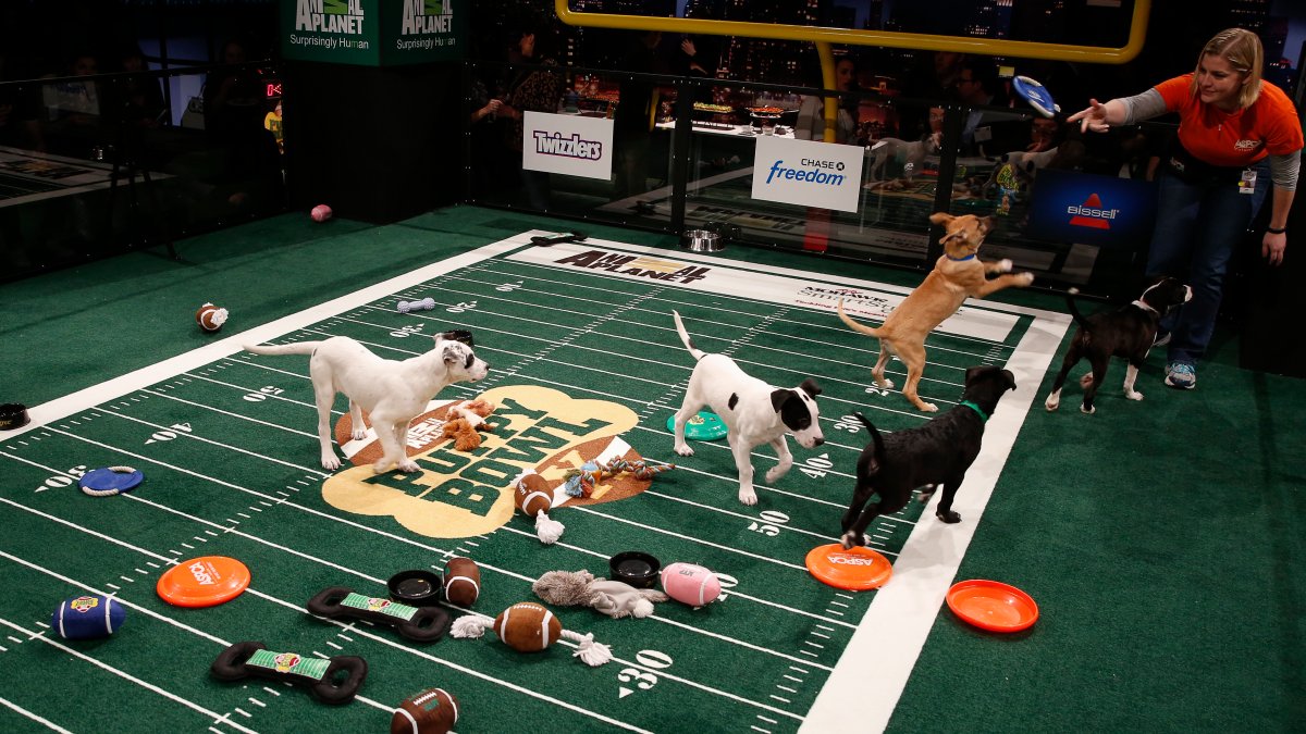 Not just pups this time: 'Puppy Bowl' embraces older dogs