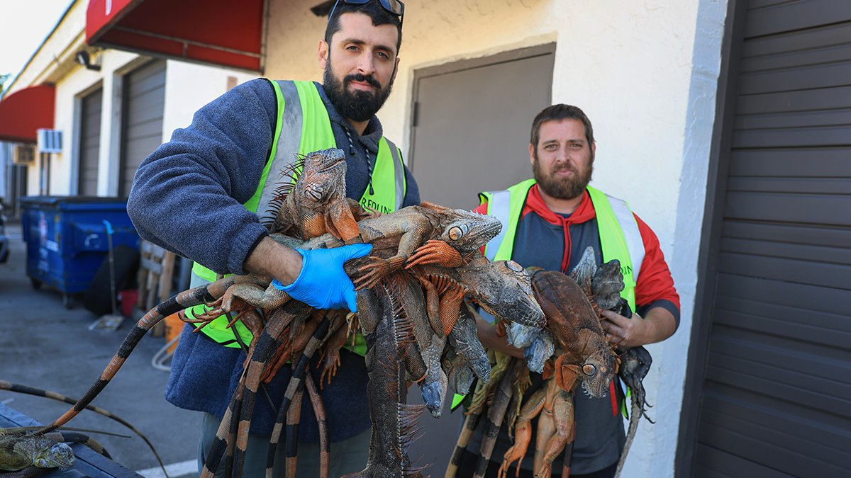 Over 5,000 iguanas captured in Florida during 2-day cold weather roundup: FWC