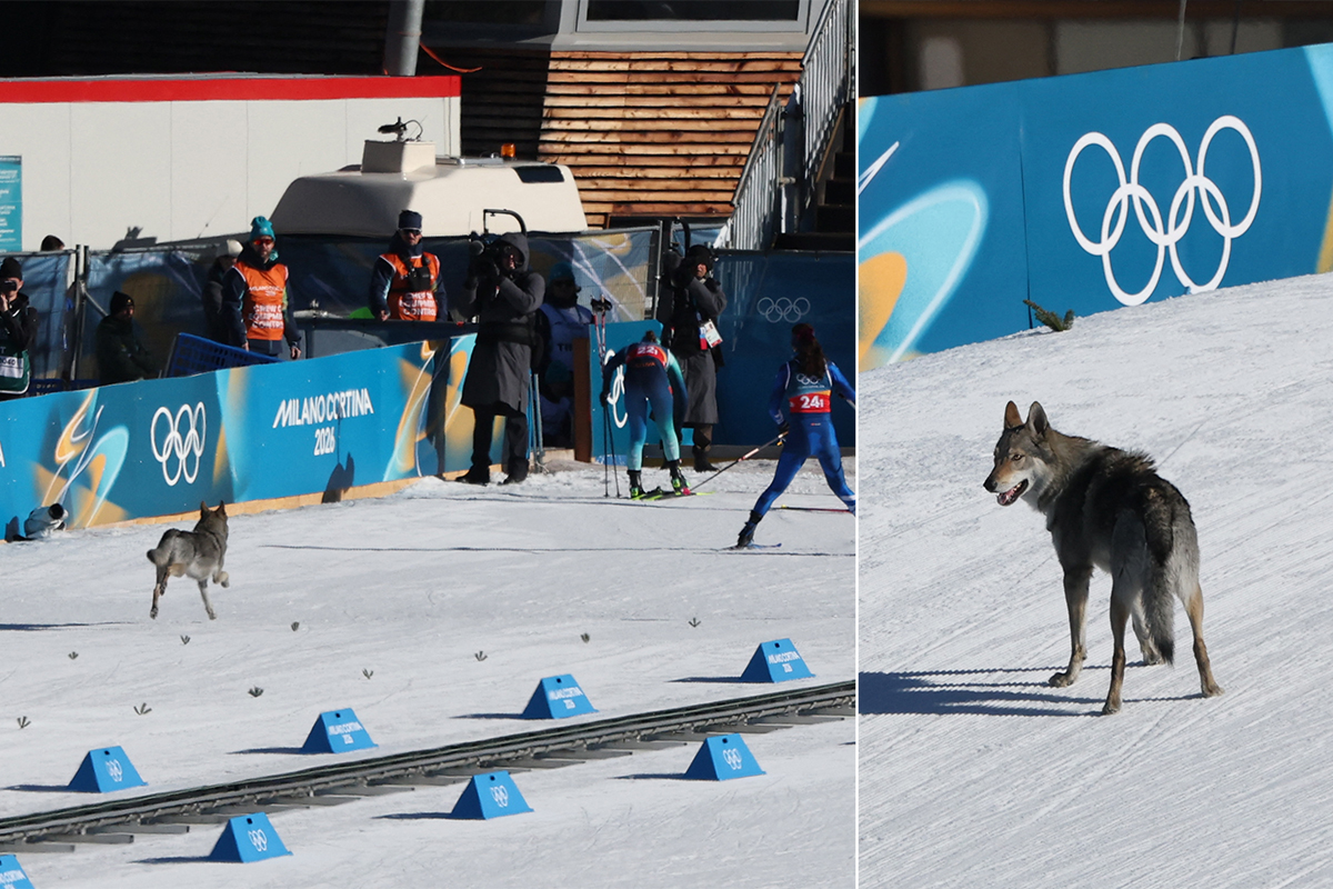 Dog crashes Olympic cross-country qualifier, earns biggest cheers of the day