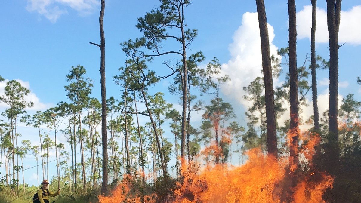 The South Florida habitat that needs to be burned: Pine Rocklands