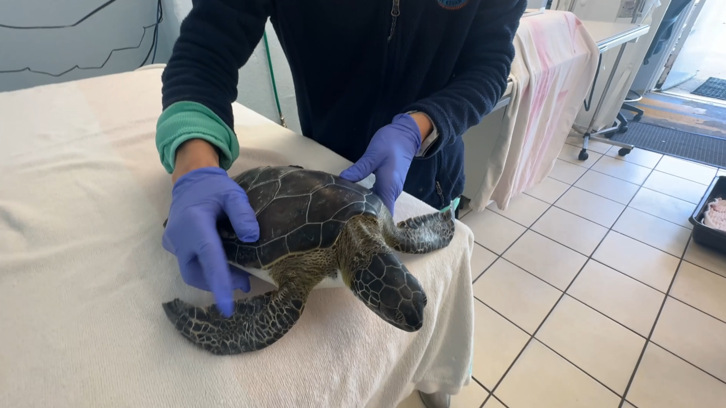 Sea turtles rescued from hypothermia in the Florida Keys