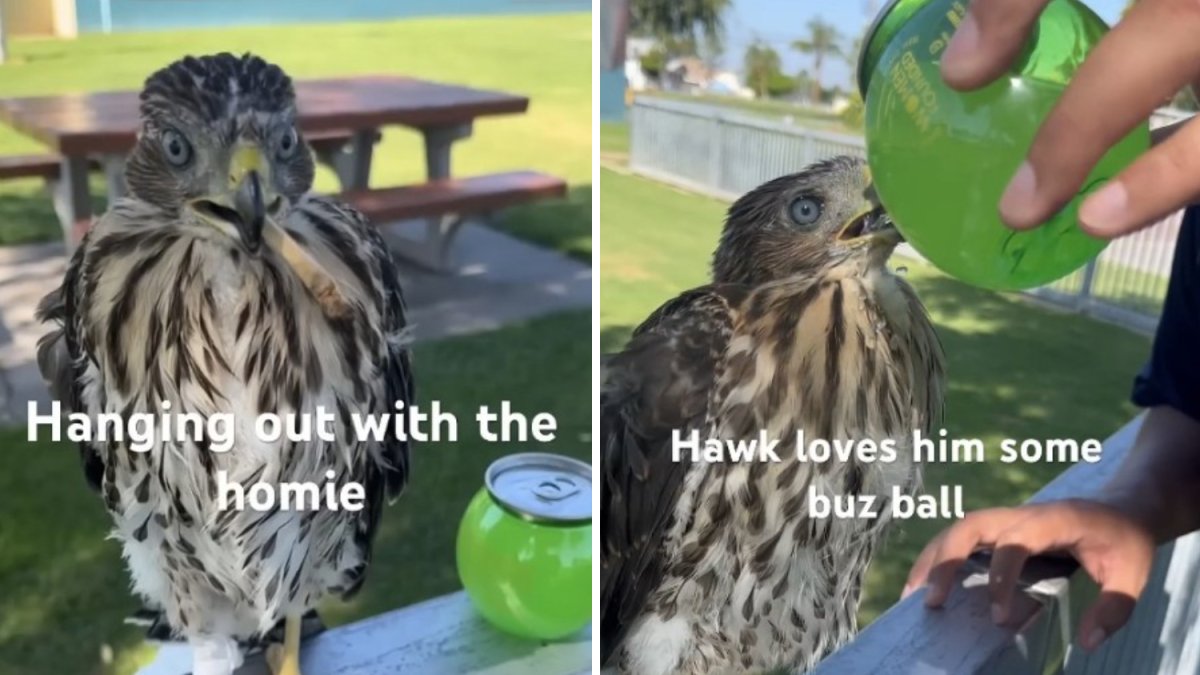 California man who gave alcohol to protected hawk is sentenced for animal cruelty
