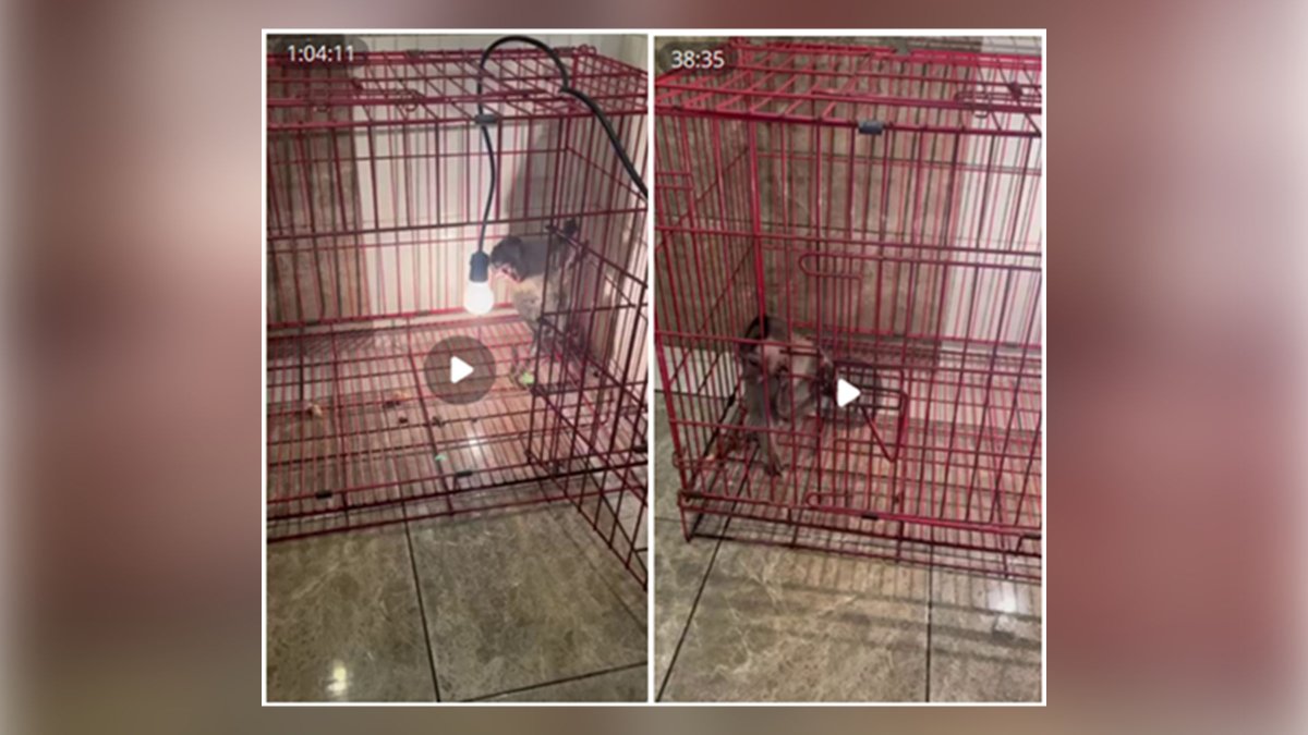 South Florida man sentenced to prison in monkey sexual torture video case