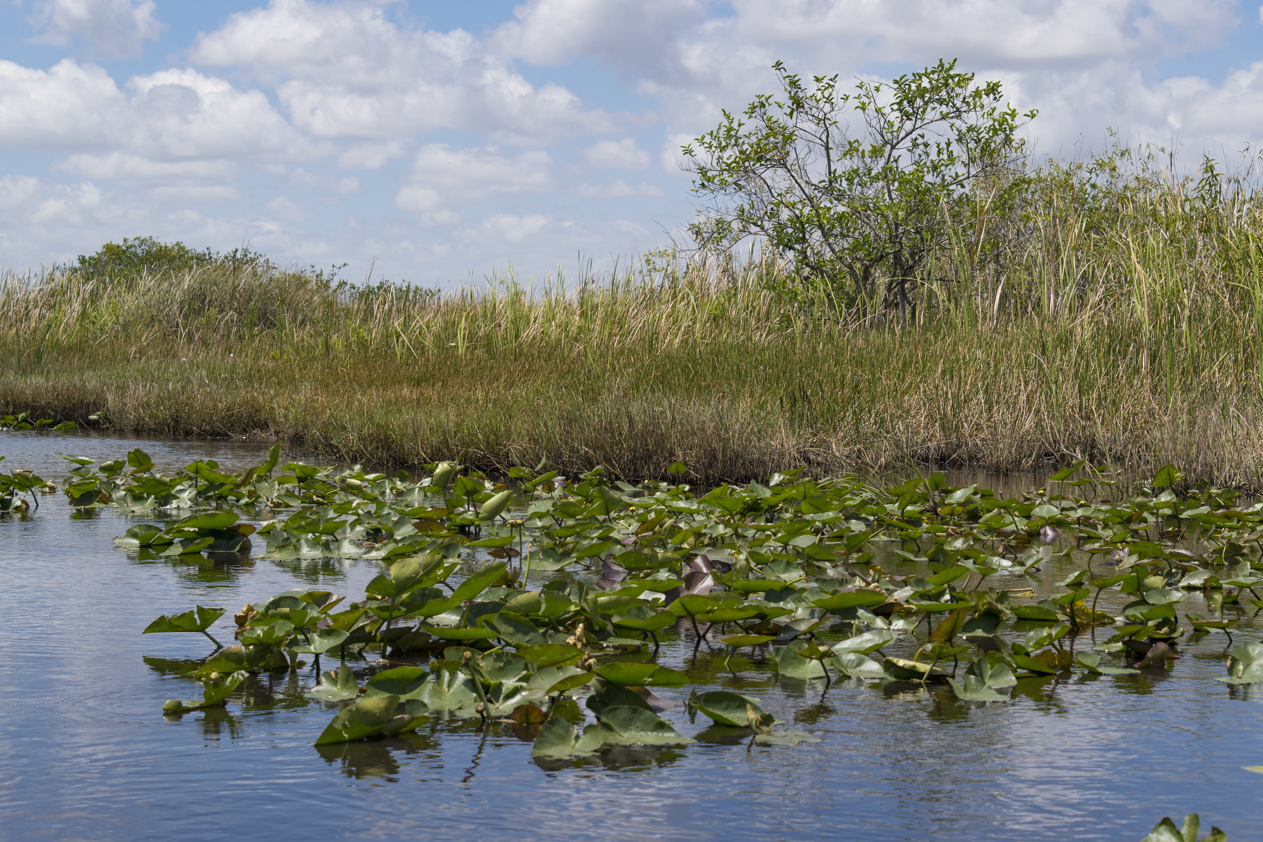 Viral video shows men shooting at alligator in Everglades; authorities investigate