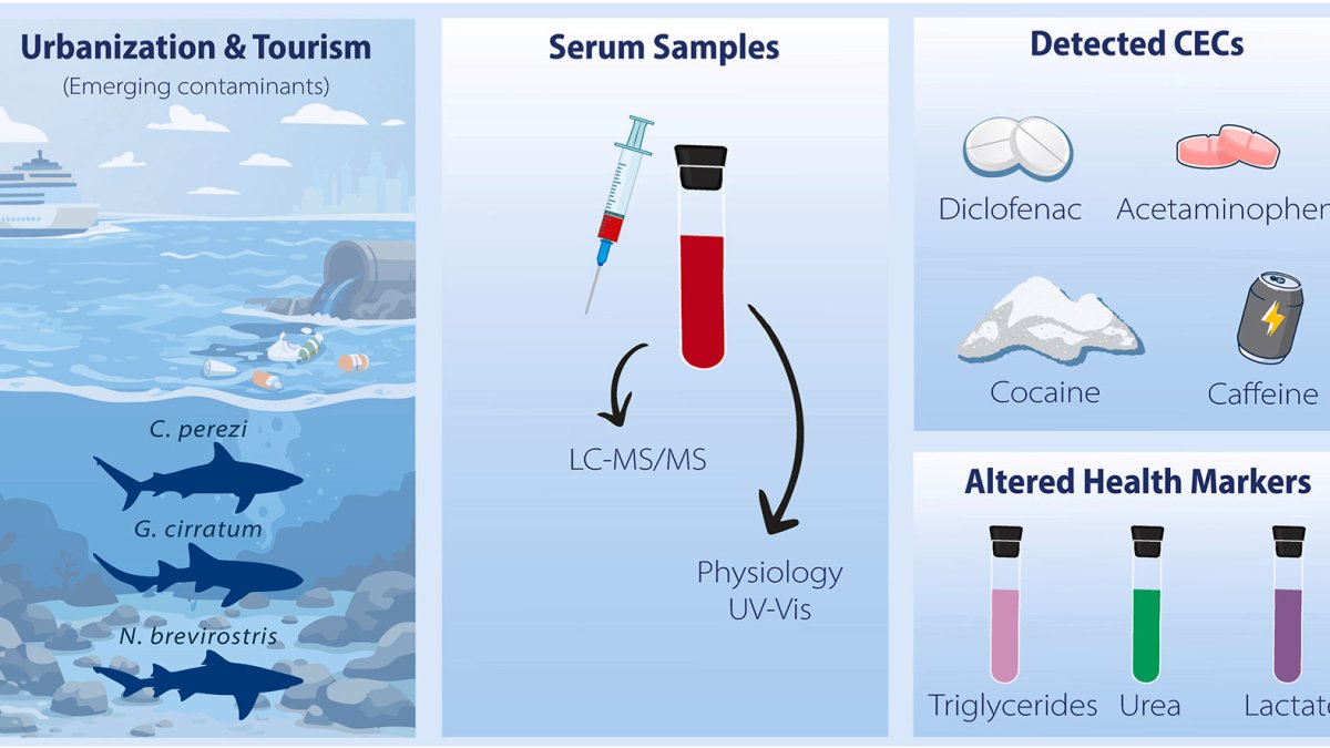 Cocaine and caffeine detected in shark in The Bahamas, study shows