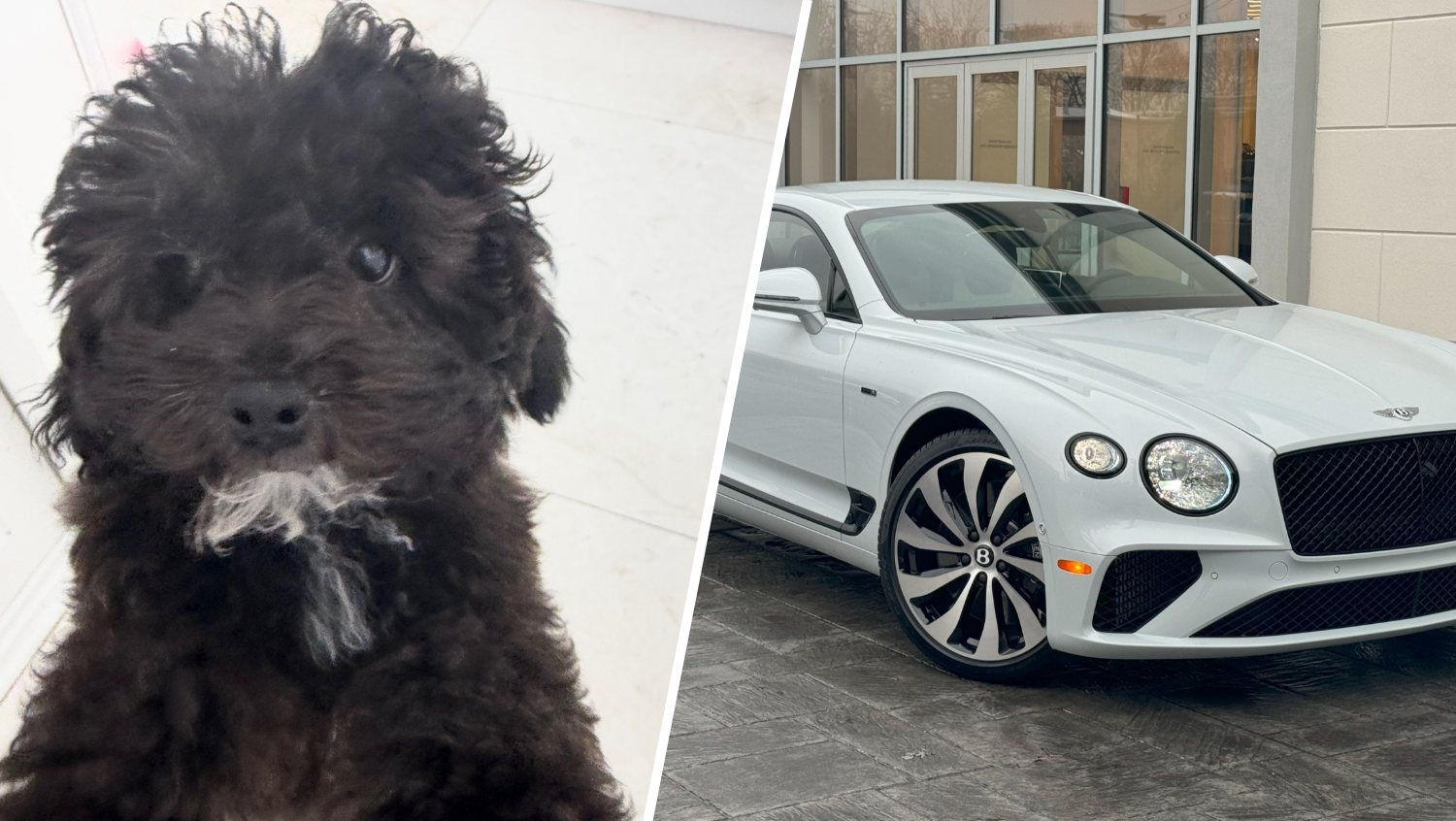 Police search for Bentley stolen with puppy inside in Fort Lauderdale