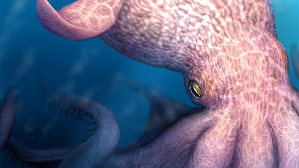 A massive kraken-like octopus may have prowled the seas during the age of dinosaurs