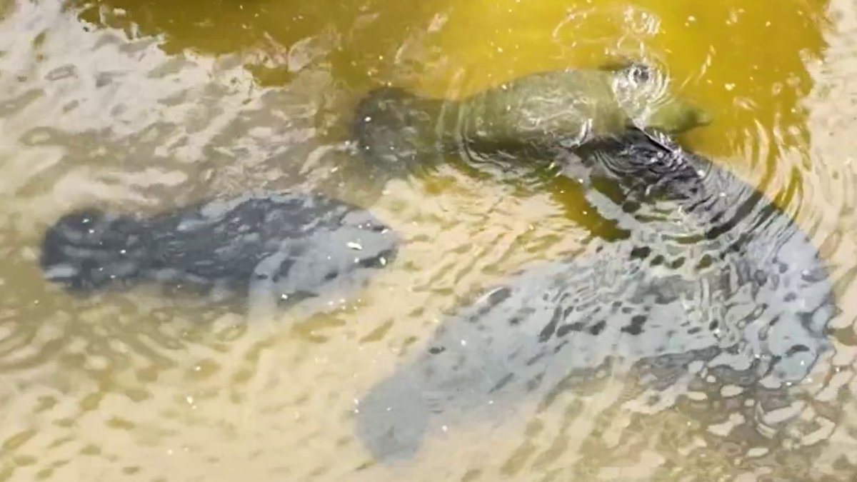 How the devastating drought in Florida disrupts wildlife – NBC 6 South ...