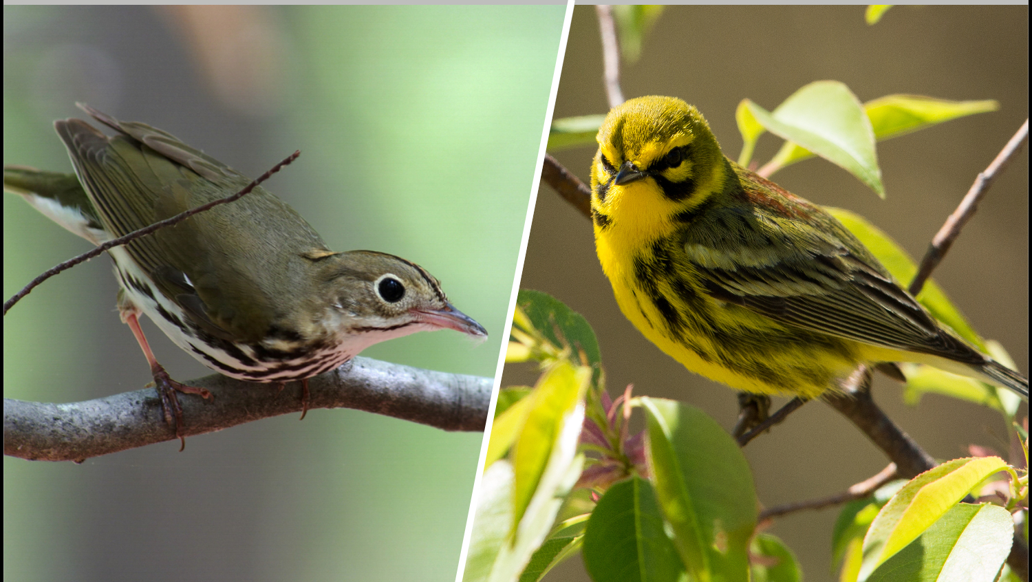 Turn out the lights: How you can save millions of birds migrating through Miami