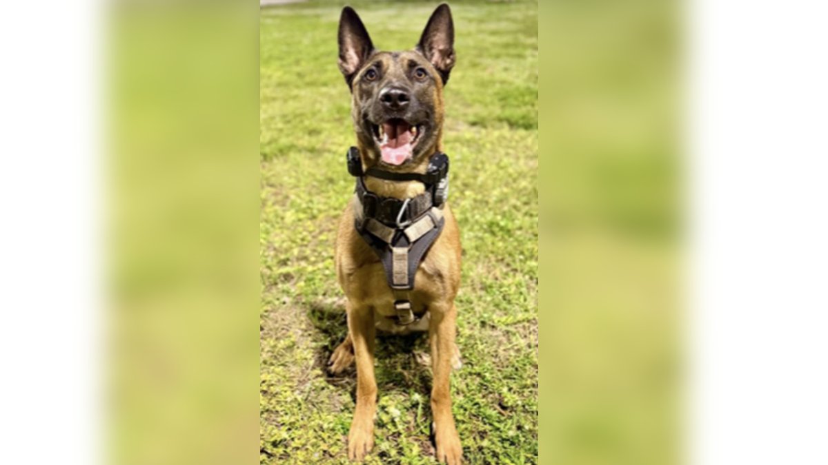 K-9 shot by burglary suspect in Fort Lauderdale continues to recover