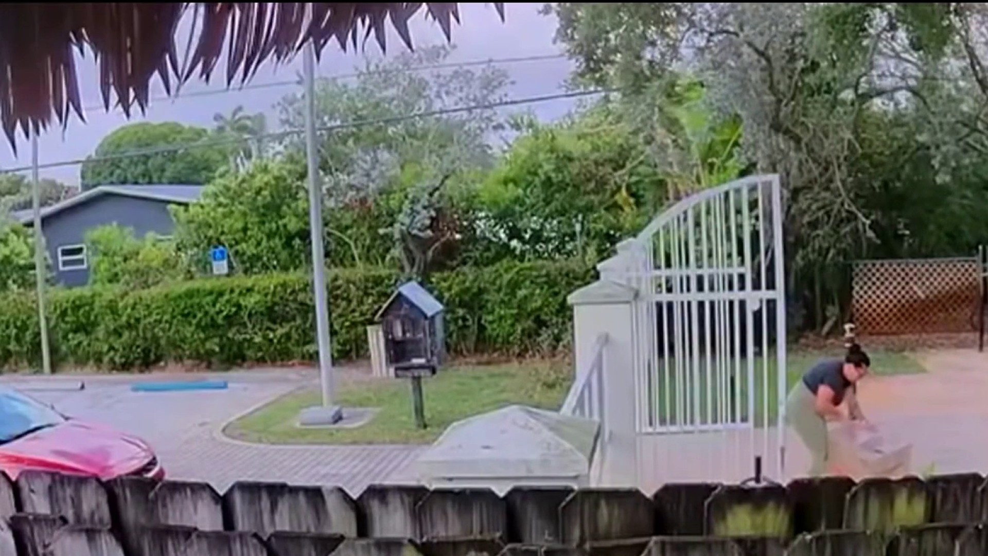 Man rescues kittens after video shows woman dumping them at Wilton Manors park