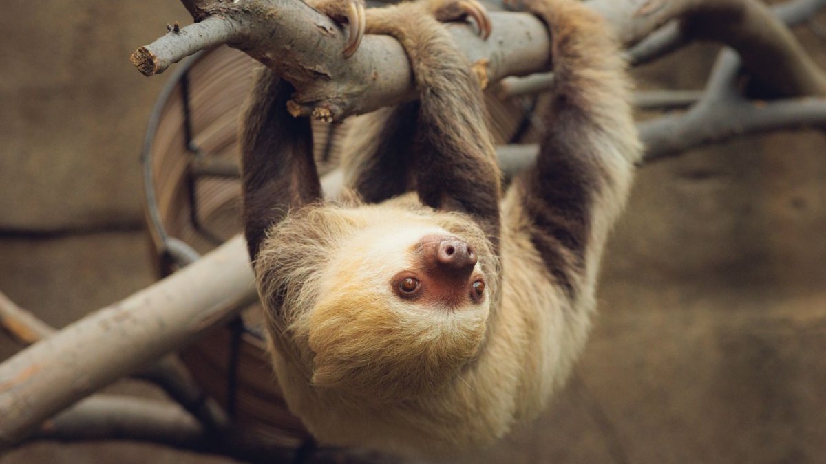 Florida hits pause on sloth imports after more than 50 deaths