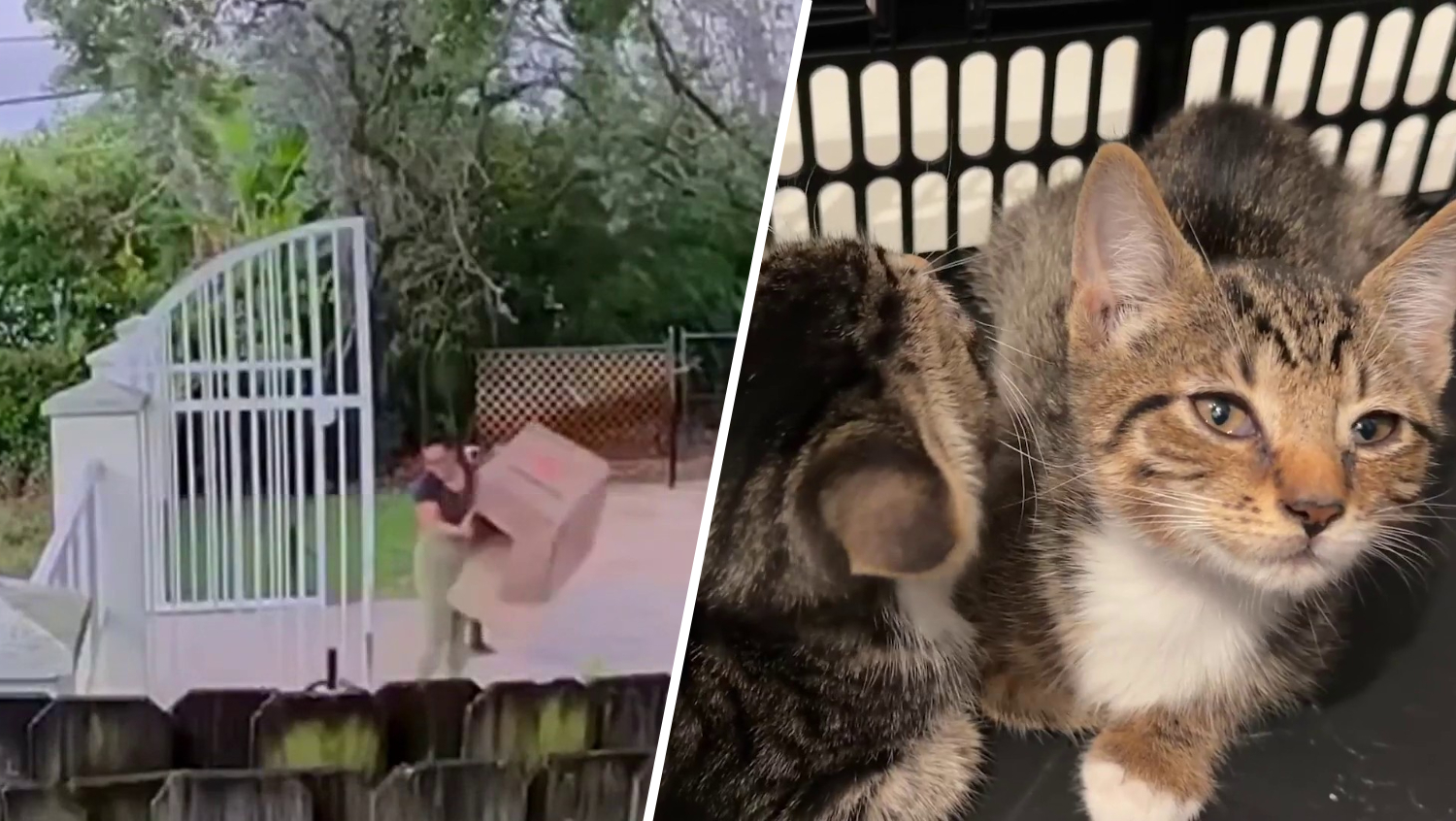 Woman arrested after video shows her dumping kittens at Wilton Manors park, cops say