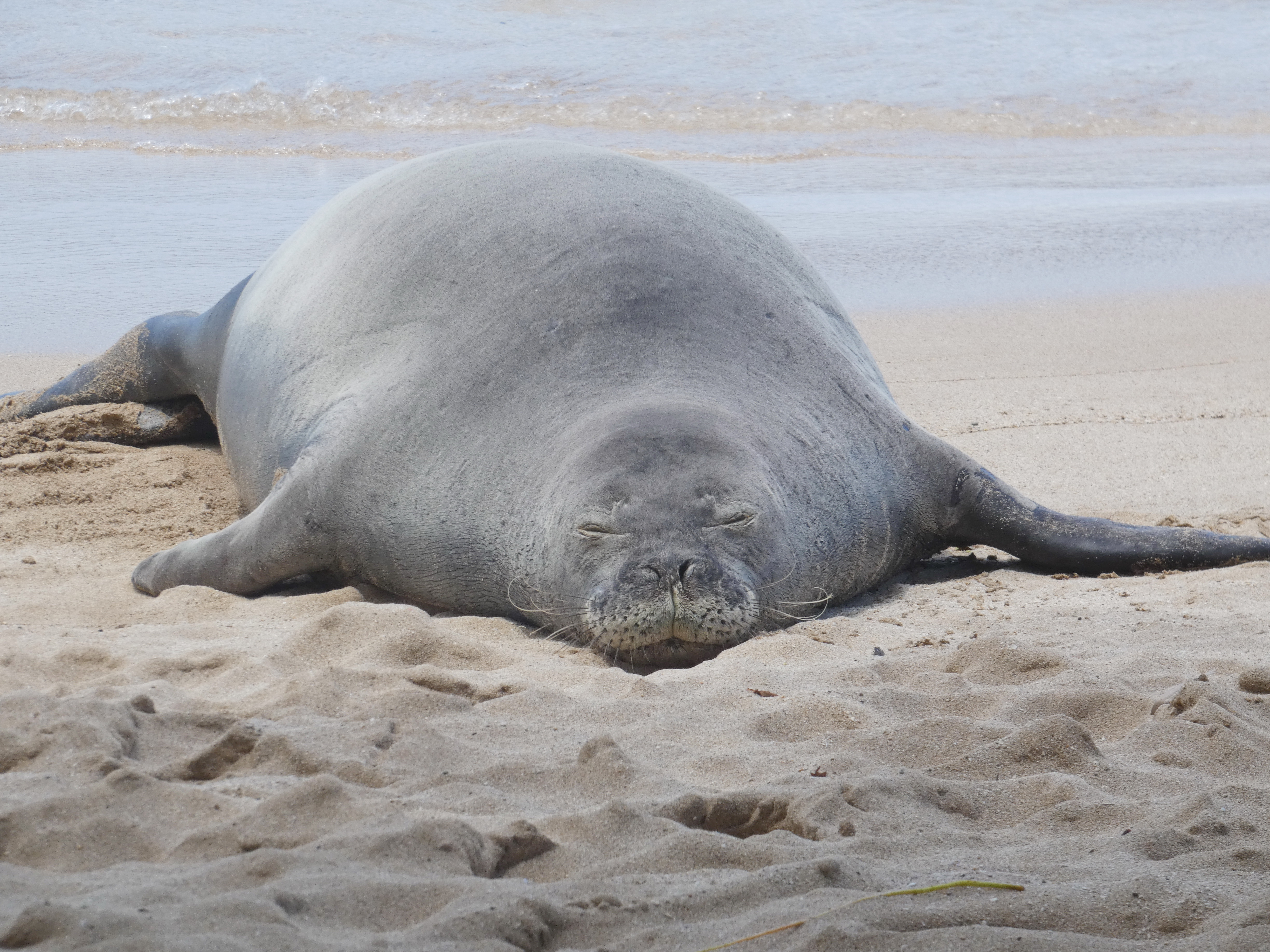 Tourist accused of hurling rock at seal in Hawaii has been threatened, lawyer says