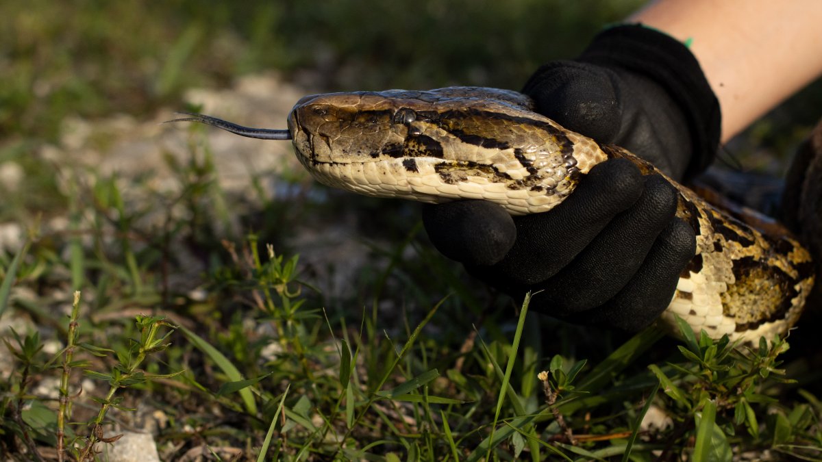 Registration opens for 2026 Florida Python Challenge: What to know