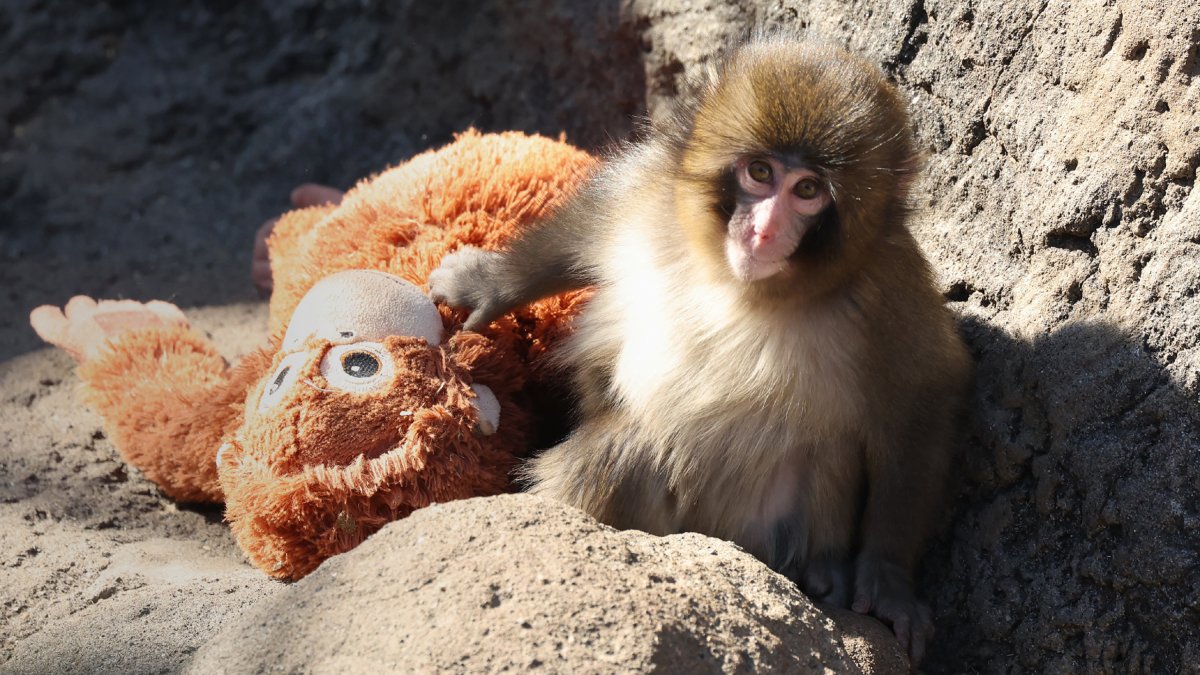 2 arrested after breaking into Punch the monkey enclosure in Japan ...