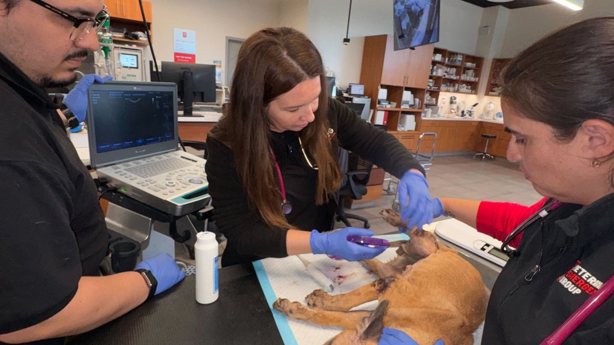 Bulldog taken to animal hospital in Fort Lauderdale after being found neglected in box