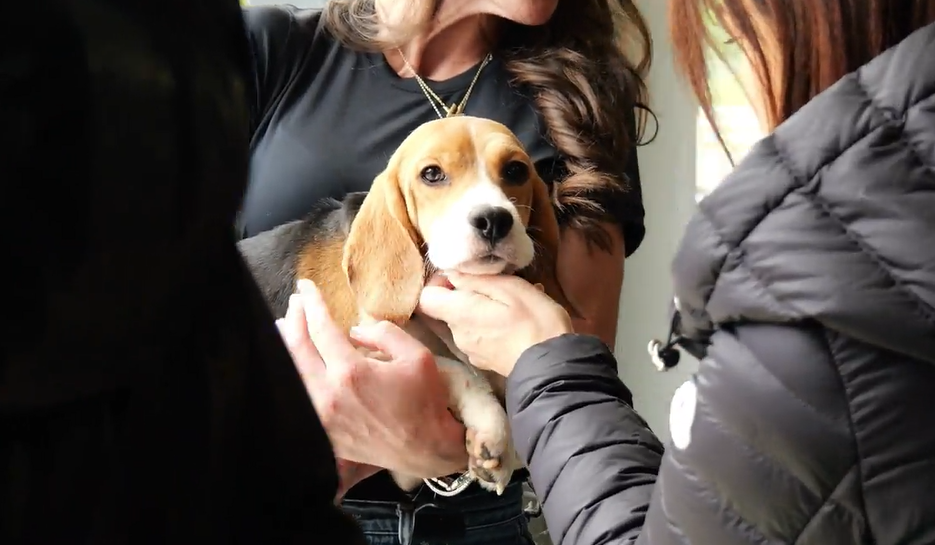 Palm Beach rescue to find homes for 1,000 beagles released from research facility