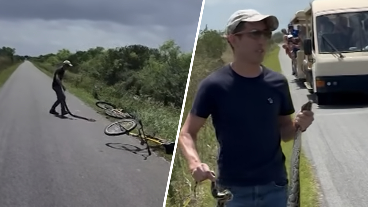 Man who wrangled invasive python in Everglades National Park has citation dropped