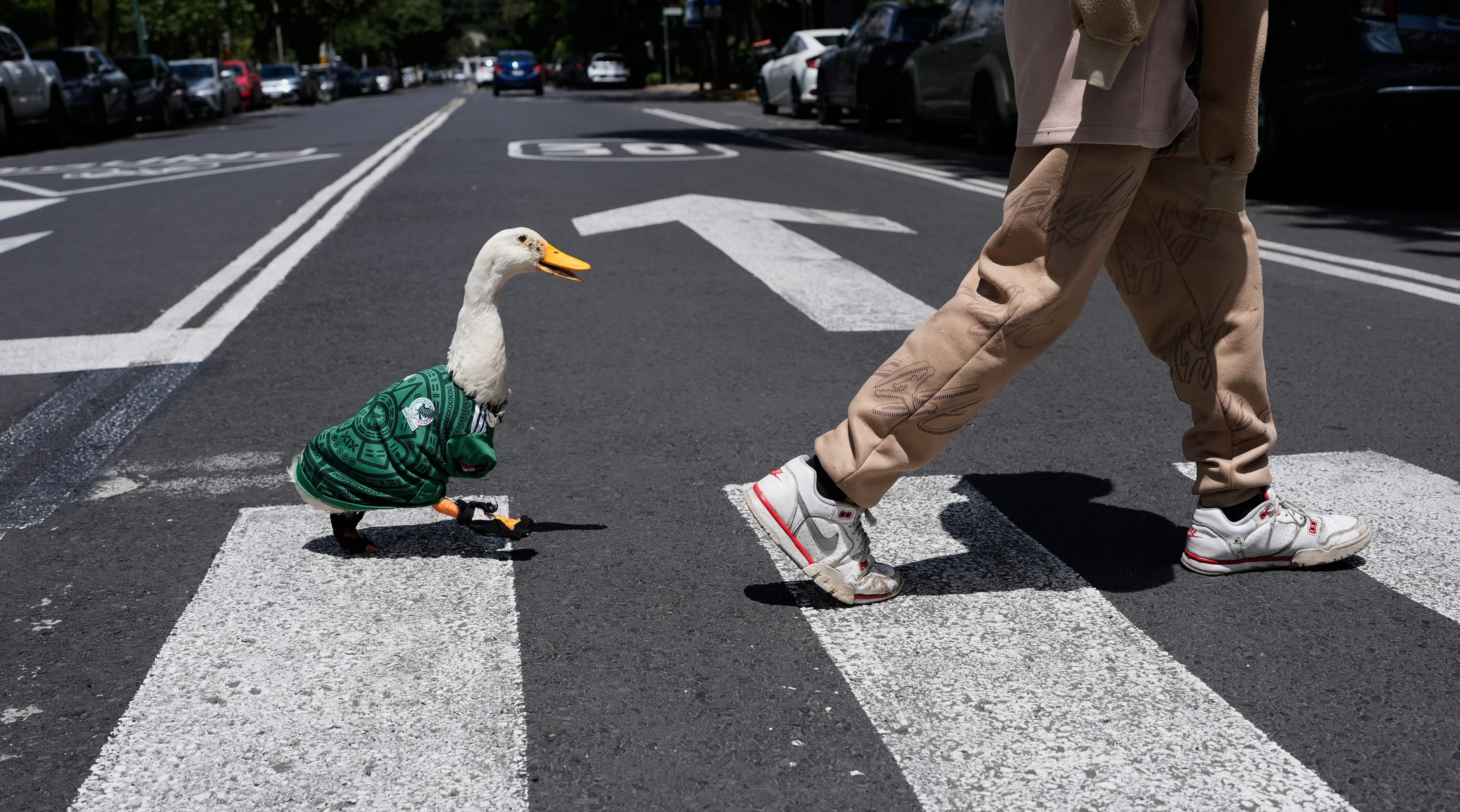 Meet Merlin the duck, a Mexico City streetside regular turned World Cup mascot