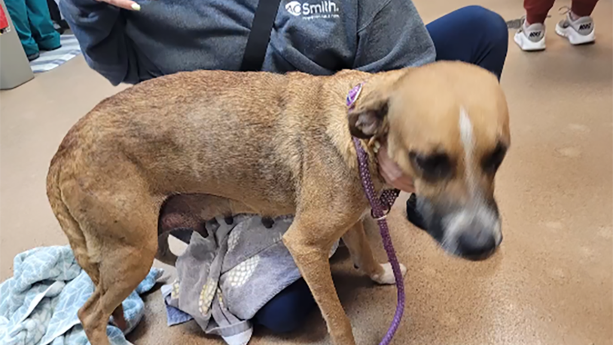 Florida man arrested after dog found dead at ranch, other animals found neglected, deputies say