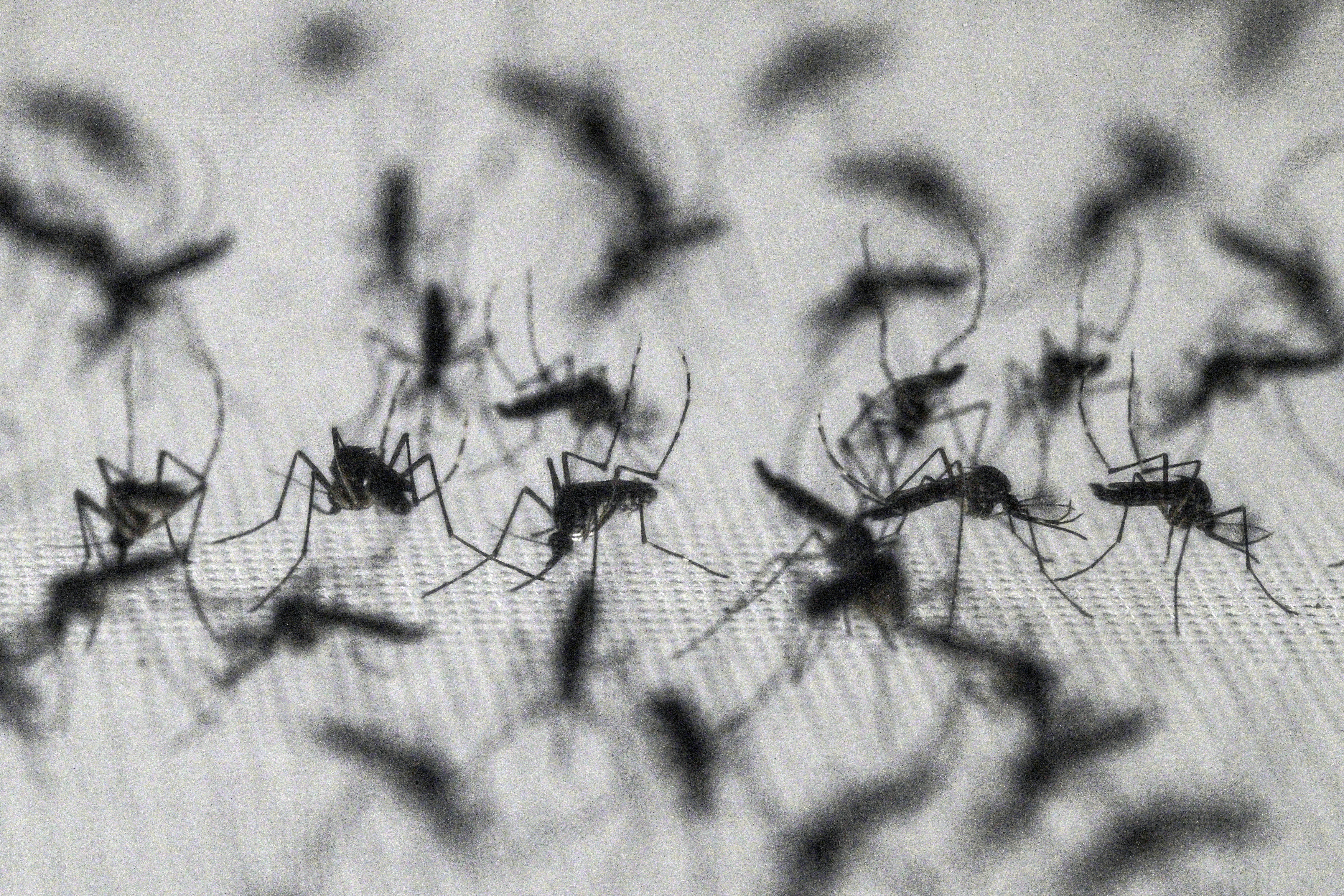 Google asks to release up to 32 million ‘good' mosquitoes in Florida. Here's why