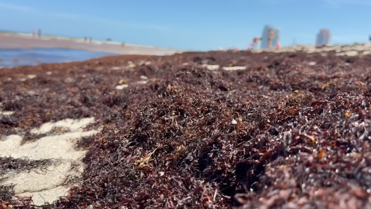 Sargassum blankets South Florida beaches… What about the West coast? Here's what to kn...