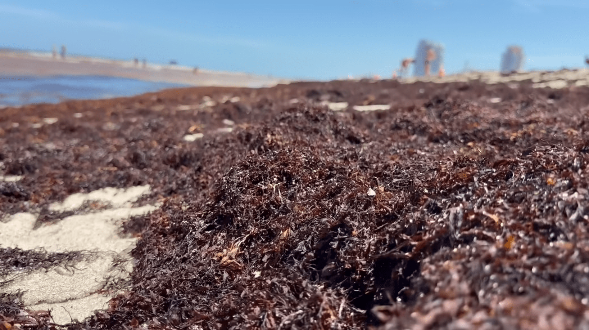 Sargassum blankets South Florida beaches… What about the West coast? Here's what to know