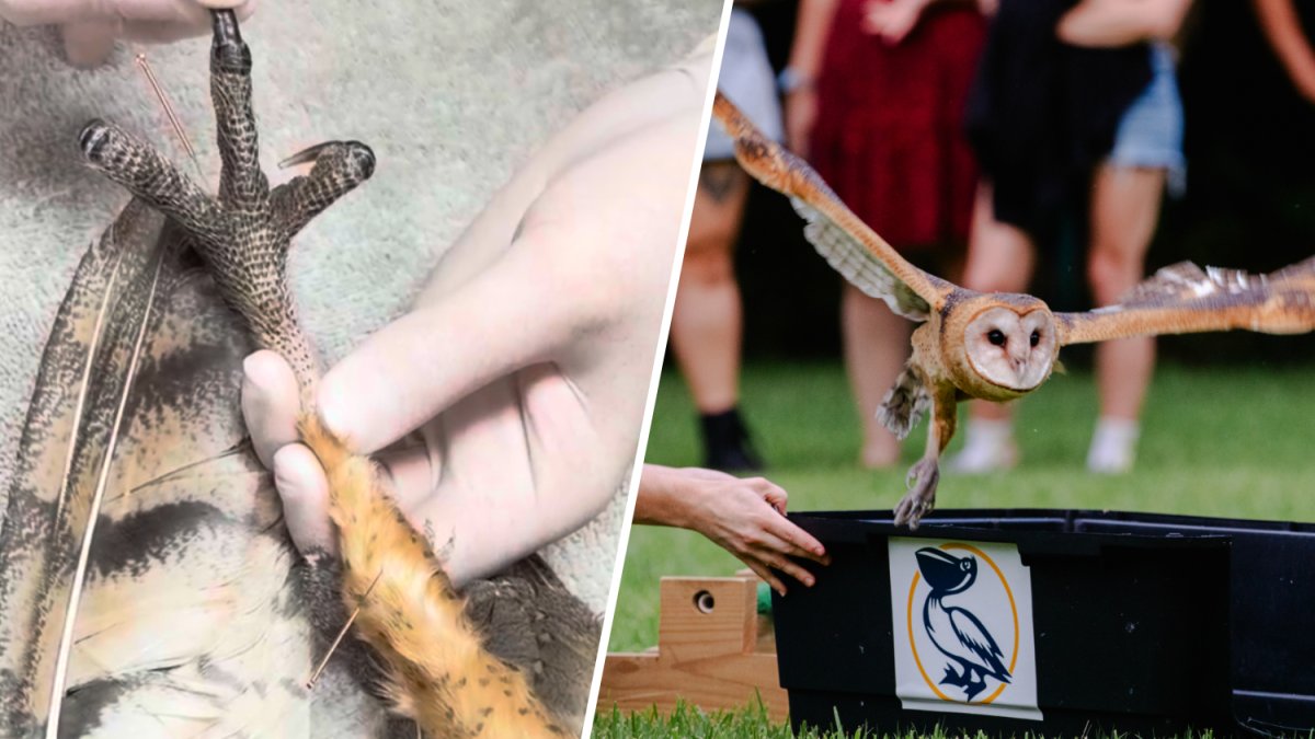 Barn owl spreads its wings after rehabilitation in Miami
