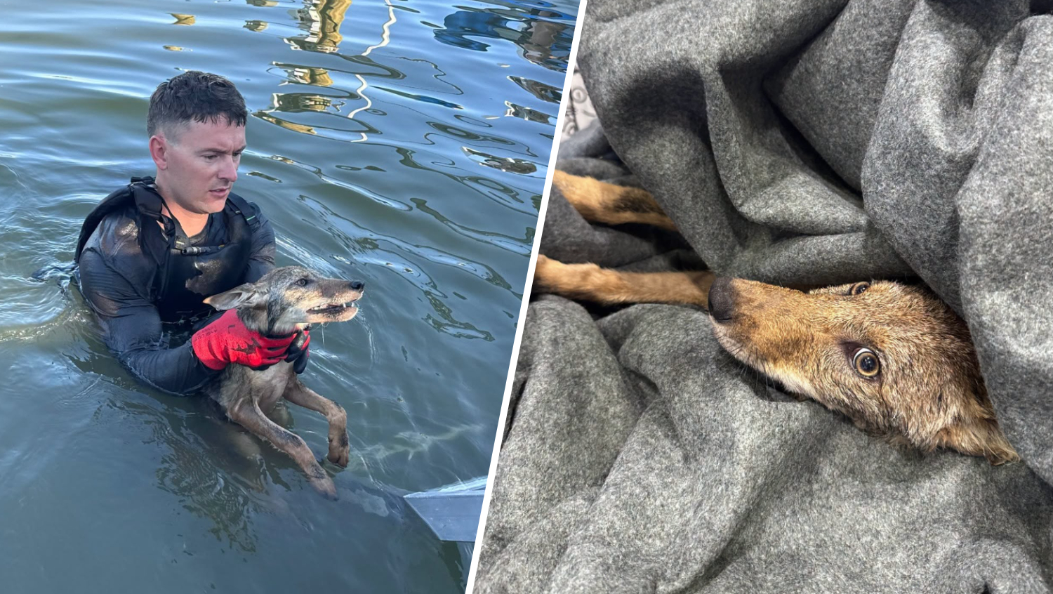 WATCH: Crews respond to dog rescue, end up saving coyote from Florida lake