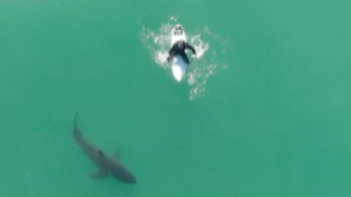 Man uses drone to warn surfer of shark circling beneath him off California coast