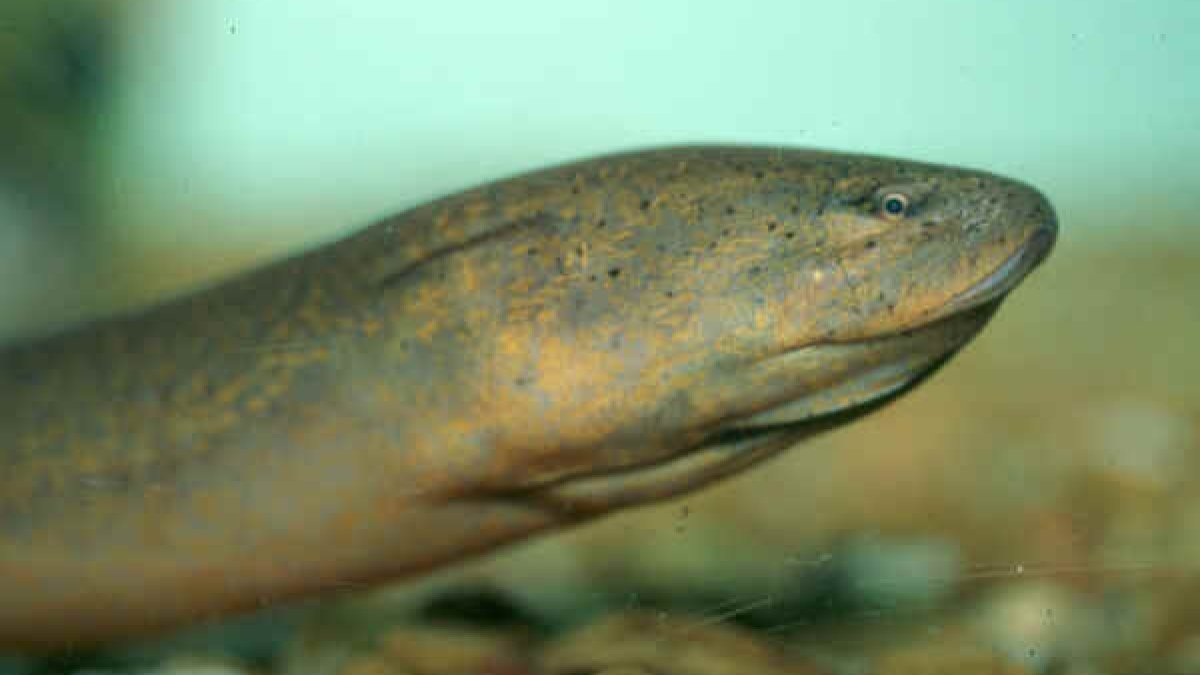 Asian Swamp Eel an ecological “high risk” to South Florida, says USFWS