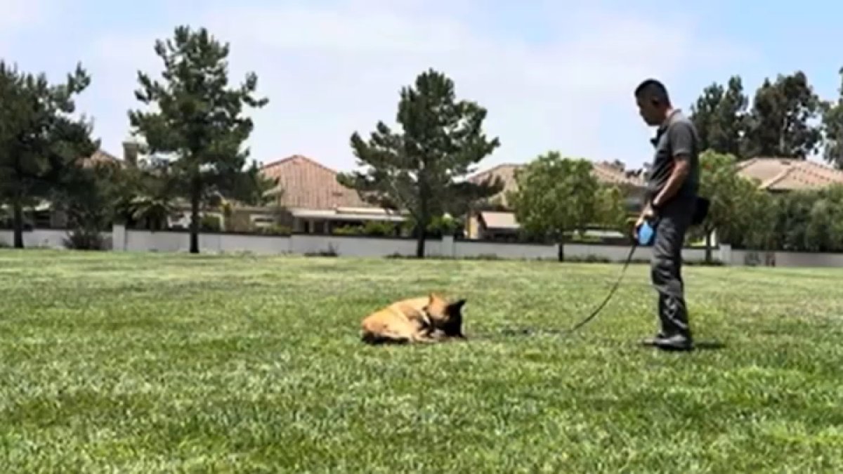 Irvine dog trainer convicted in deaths of 11 dogs faces sentence – NBC ...