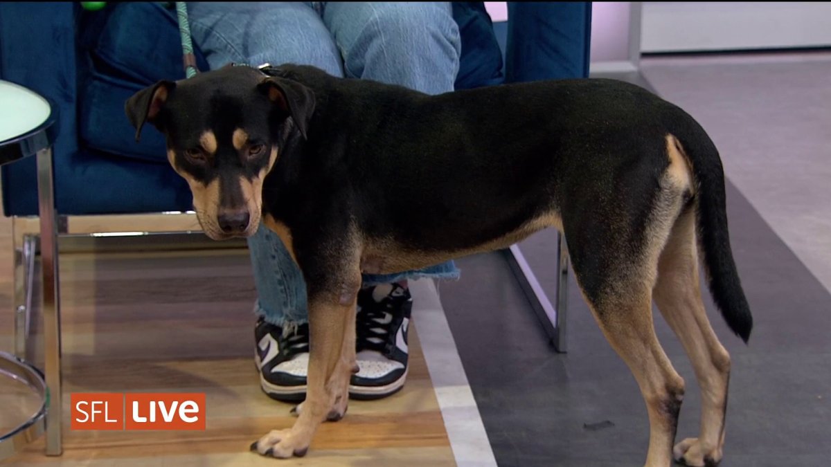 Fourth of July Safety for Your Pets