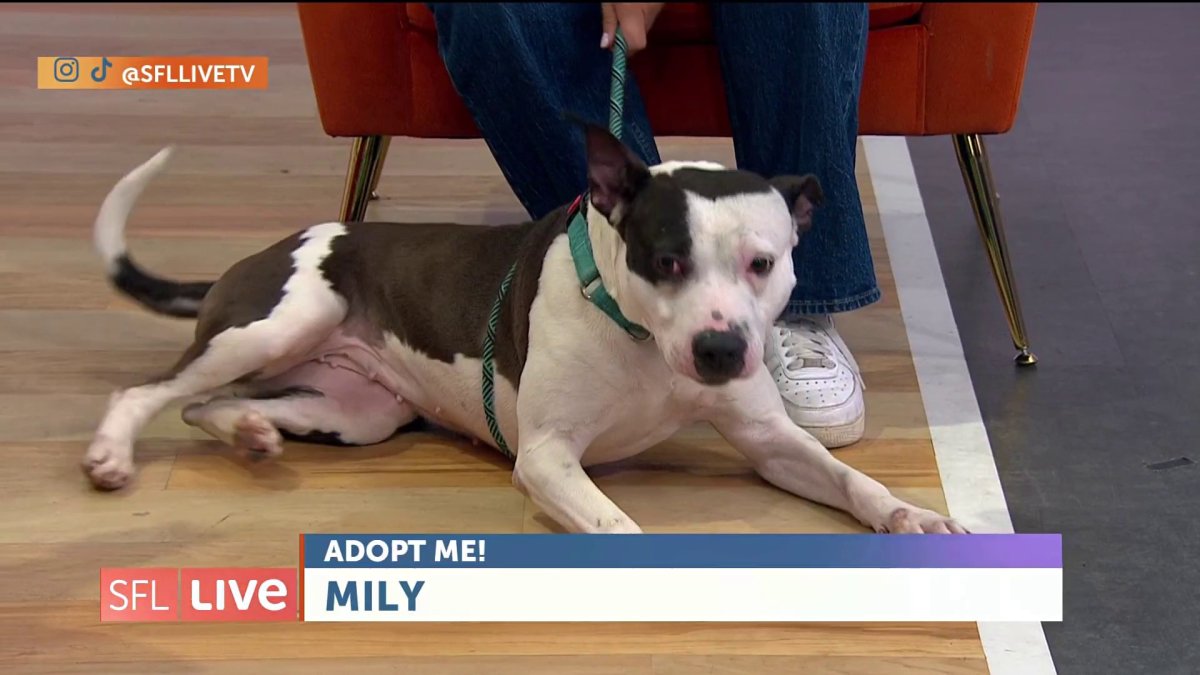 Protect your pets with fire safety prevention and adopt Mily!!
