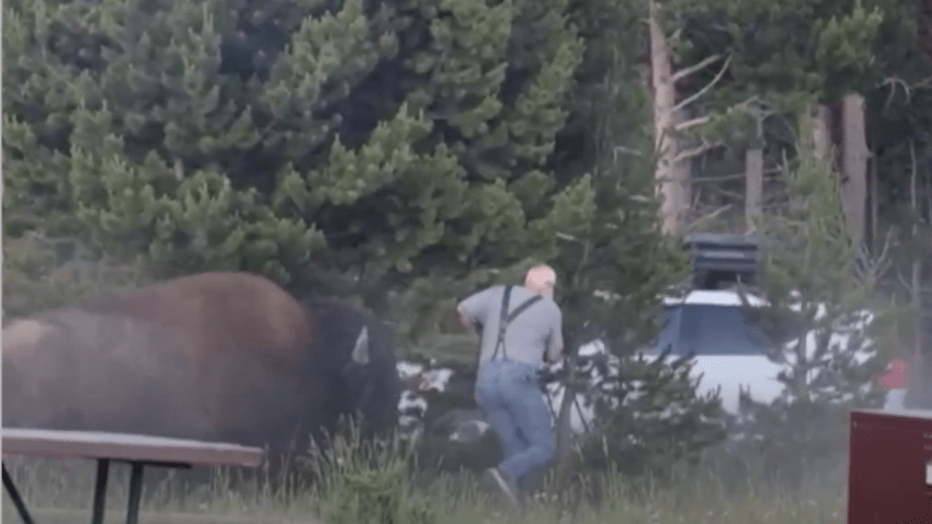 A grandfather was hospitalized after a bison charge sent him flying 8 feet in the air at campground in  Yellowstone National Park.